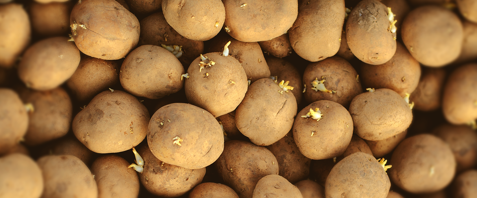 Before You Toss Them: What to Know About Sprouted Idaho Potatoes
